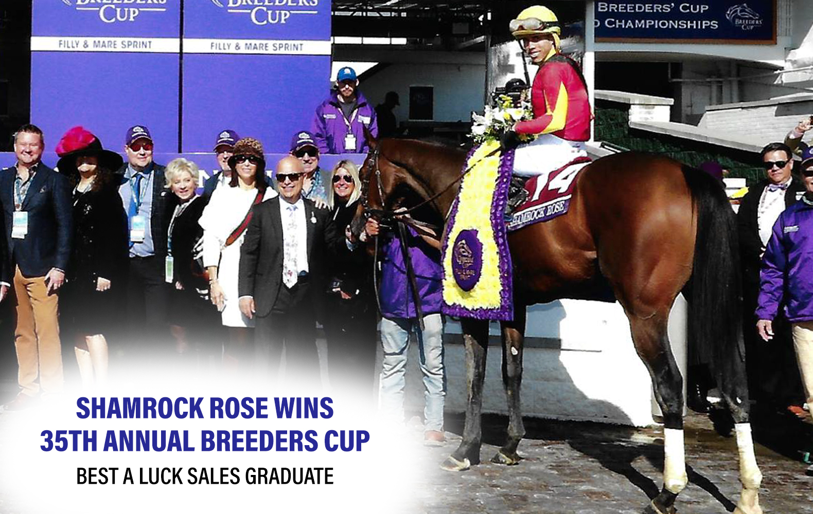 Shamrock-Rose-Wins-Breeders-Cup