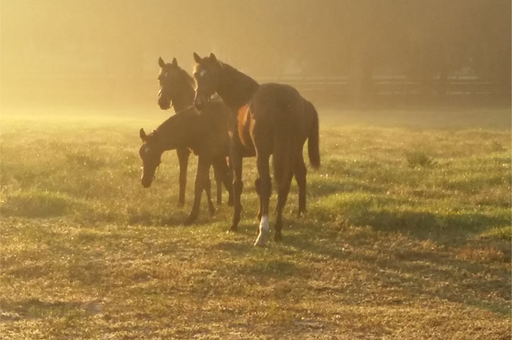 Horses in a foggy pasture