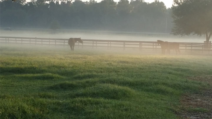 Horses in the distance