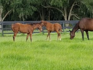 Dangerous Behavior-Flat Out filly and Lady Elite-First Dude colt