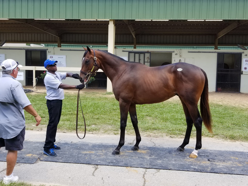 Hip 726 sold for Horseshoe Valley Equine at OBS June for 170,000 to Sallusto & Albino as agents.