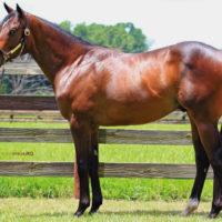 Frosted Colt out of Flirting with fate