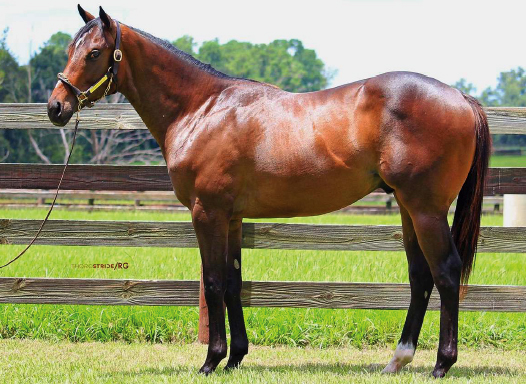 Frosted Colt out of Flirting with fate