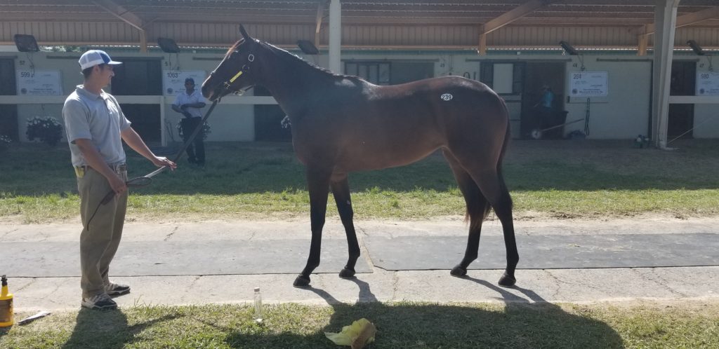 April OBS, Drill-Lady Elite filly SOLD $15,000