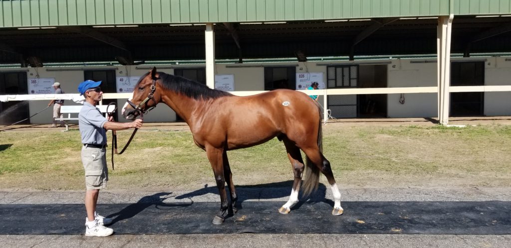 April OBS, Paynter-Majestic Marquet c. SOLD $10,000