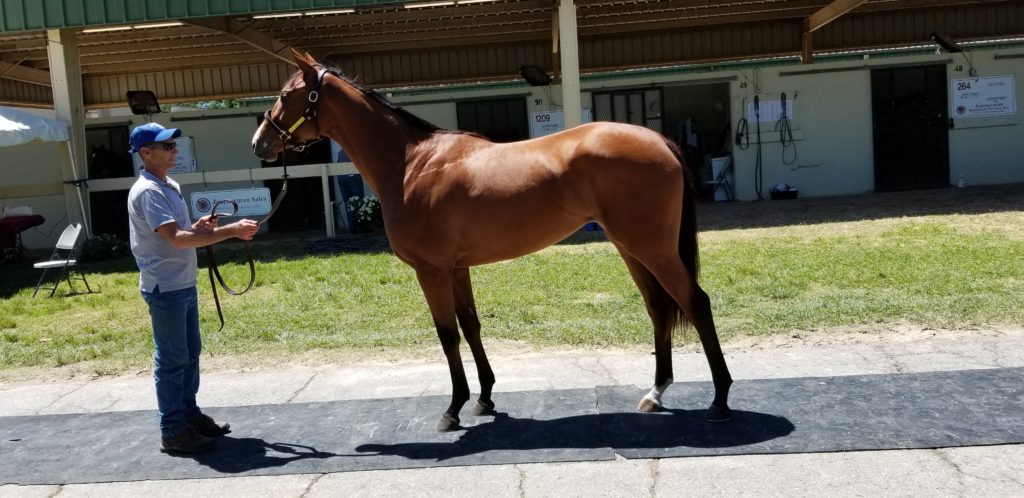 April Wicked Strong-Majestic Melresa filly 35,000