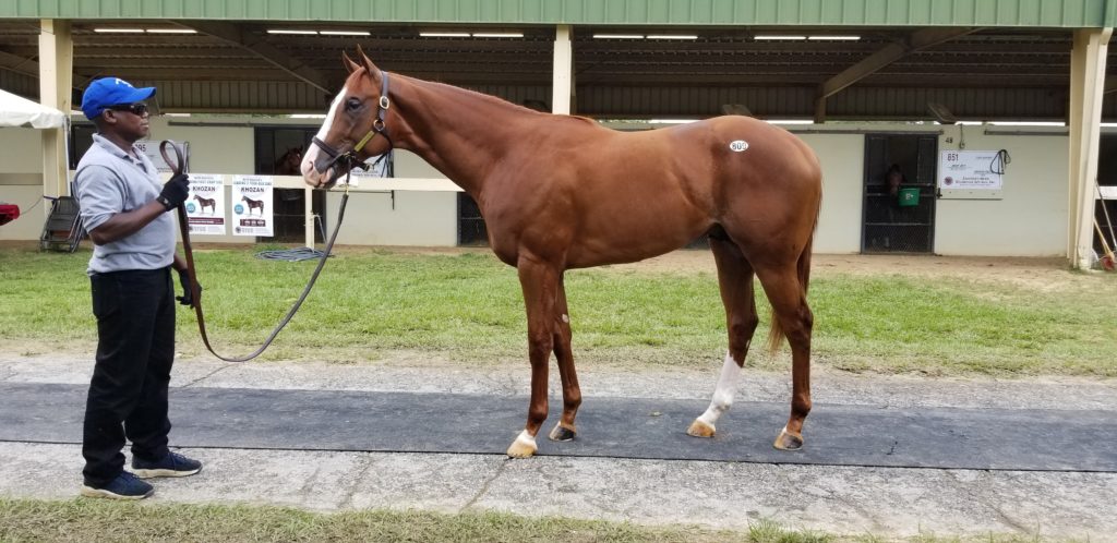 OBS June Golden Lad-Sheza Justice c sold $115,000