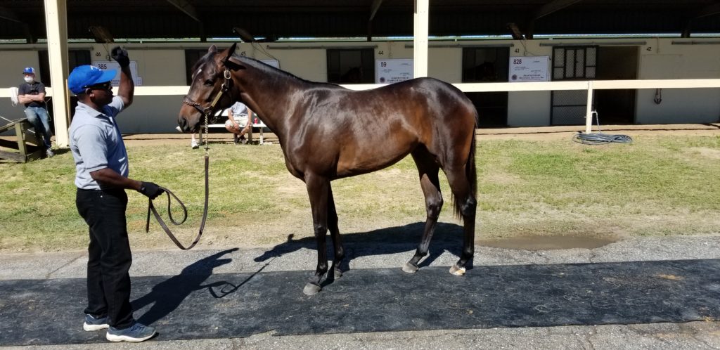 April OBS, Mr. Speaker/Teewees Hope filly sold for $30,000
